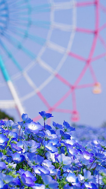 Cute Summer, Beautiful, Blue Flowers HD phone wallpaper