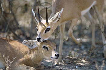 Animals, Couple, Pair, Goats, Antelope HD wallpaper