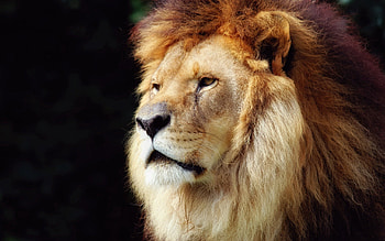 Animals, Muzzle, Beautiful, Old, Lion, Mane HD wallpaper
