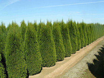 Arbervitae smaragd, Rapid-growing trees, Cypress family, Evergreen beauty HD wallpaper