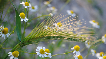 Grass, Camomile, Macro, Field, Ear HD wallpaper