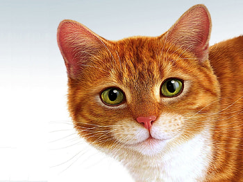 LOVES TO PLAY VERY ENERGETIC, energetic, loveable, alert, playful HD wallpaper