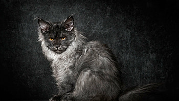 Maine Coon beauty, Stunning feline portrait, Perfect cat , High-definition HD wallpaper