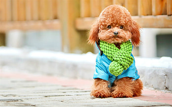 Cute Dog, dog, cute, puppy, animals HD wallpaper