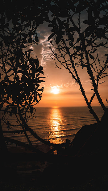 Nature, Trees, Sunset, Sun, Horizon, Branches HD phone wallpaper