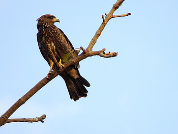 Animals, Bird, Branch, Predator, Falcon, Eagle HD wallpaper