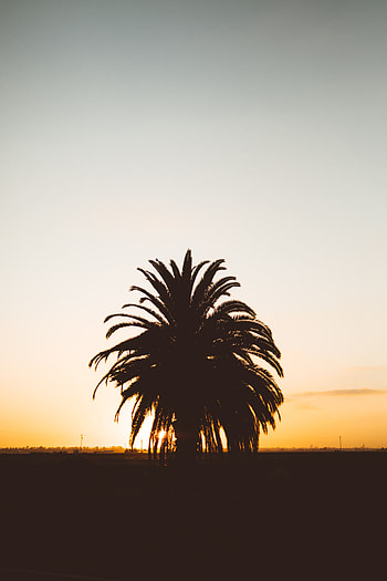 Nature, Sunset, Horizon, Silhouette, Palm, Shadows HD phone wallpaper