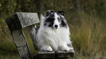 Border Collie, animal, dog, collie HD wallpaper
