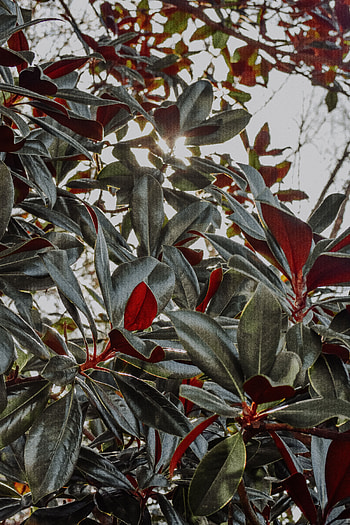 Nature, Plant, Branches, Sunlight HD phone wallpaper