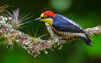 The yellow-fronted, Woodpecker HD wallpaper