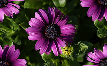 Plants, Flowers HD wallpaper