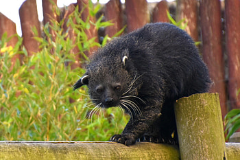 Binturong animal, Brown nature, , Jooinn HD wallpaper