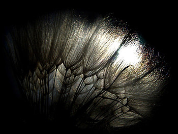 MACRO FEATHER, grey, hot, reflections, close up, feather, texture, cool, nature, macro HD wallpaper