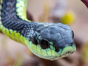 Boomslang, Dispholidus typus typus, Melkbosstrand, South African serpent HD wallpaper