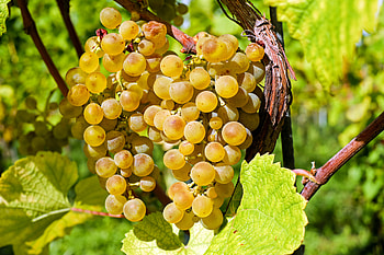 Food, Vine, Grapes, Berries, Branch HD wallpaper