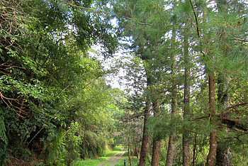 Forest trail, trail, grasses, forest, tree HD wallpaper