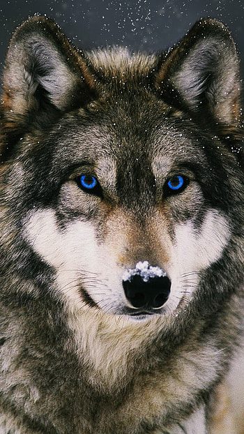 Best wolf , High-quality , Artistic interpretation, Iconic animal HD phone wallpaper