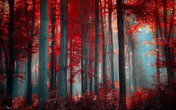 Forest, Leaves, Autumn, Haze HD wallpaper