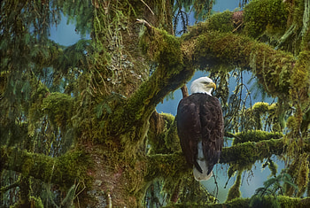 Bald Eagle in the Tree, eagle, moss, nature, bald, tree HD wallpaper