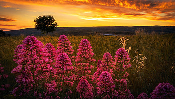 Sunset at Sicily, Italy, blossoms, colors, landscape, clouds, flowers, sky, tree HD wallpaper