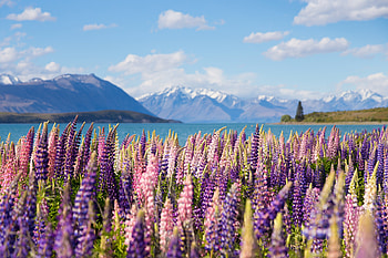 Lupine, Flower, Lake, Mountain, Nature, New Zealand HD wallpaper