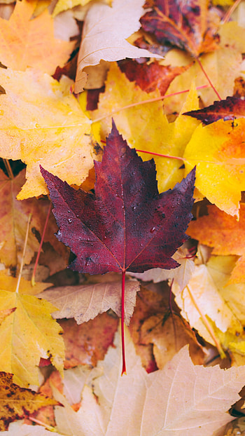 Autumn leaves, , Nature's beauty HD phone wallpaper