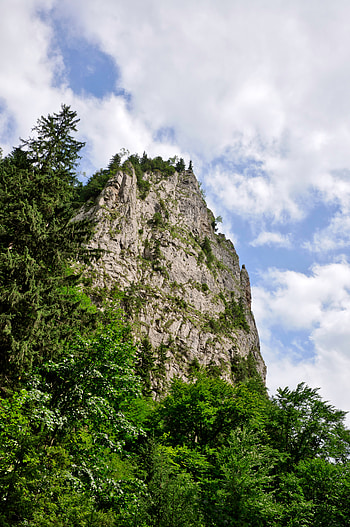 Nature, Trees, Rock, Forest HD phone wallpaper