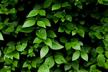 Nature, Bush, Sheet, Leaf, Branch HD wallpaper
