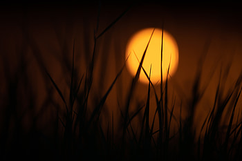 Sunset, Grass, Sun, Twilight, Dark, Dusk HD wallpaper
