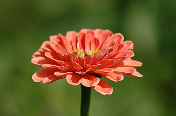 I'm just a single flower, summer, nature, bloom, flower HD wallpaper