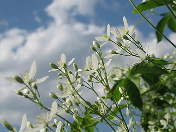 Flowers, Sky, Clouds, Summer, Field HD wallpaper