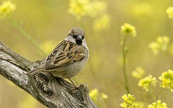 Animals, Bird, Sit, Sparrow, Branch HD wallpaper