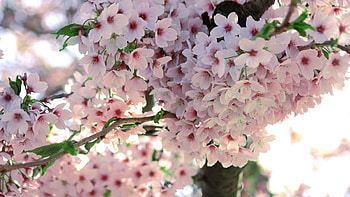 Flowers, Pink, Plant, Petals HD wallpaper