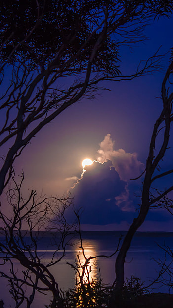 Full Moon in Night Sky, moon, cloud, blue, sky, tree, nature, night HD phone wallpaper