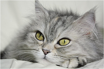 Dreamy Day, animal, day, green, eyes, cat, dreamy HD wallpaper