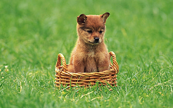Animals, Grass, Puppy, Kid, Tot, Basket HD wallpaper