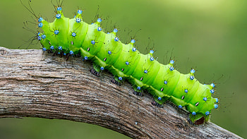 Caterpillar Animals HD wallpaper