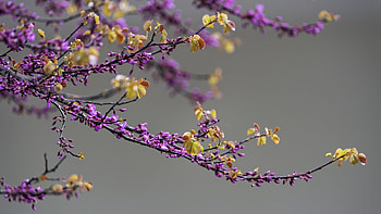 Purple Flowers Green Leaves Tree Branches Blur Background graphy graphy HD wallpaper