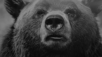 Bear close up, Detailed graphy, PC , Captivating details HD wallpaper