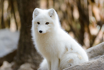 Most viewed arctic fox, High-definition , visuals, Popular choice HD wallpaper