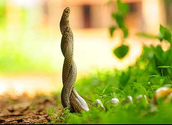Snakes Love, cool, , snakes, love HD wallpaper