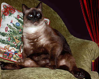 Spread legged siamese, animal, siamese, blue eyes, sitting, cat, funny HD wallpaper