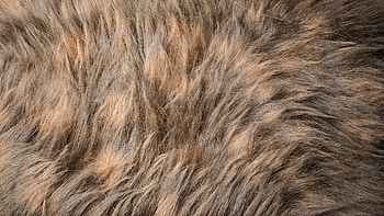 Redshift fur, Digital artwork, Vibrant colors, Dynamic texture HD wallpaper