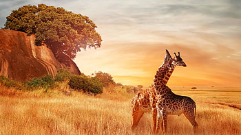 Serengeti National Park, Tanzania travel, Wildlife encounters, African dream islands HD wallpaper