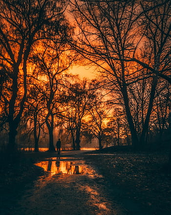Tranquil sunset scene with silhouettes and reflections in a forest puddle. HD phone wallpaper