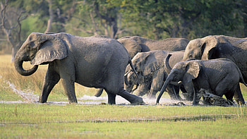 Animals, Grass, Elephants, Herd, Run, Run Away, Stomp HD wallpaper
