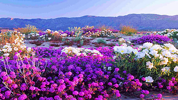 Flowers at Anza-Borrego Desert, California, purple, white, blossoms, landscape, sky, mountains, usa HD wallpaper