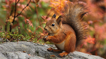 Brown White Fur Tail Squirrel Is Standing On Rock In Colorful Blur Bokeh Background Squirrel HD wallpaper
