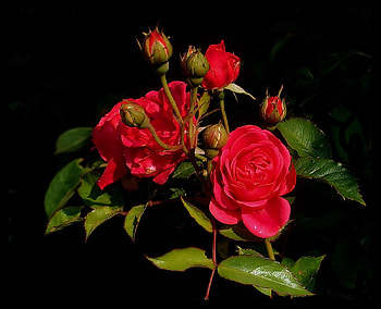 Flowers, Roses, Leaves, Bush, Spray, Greens, Buds HD wallpaper