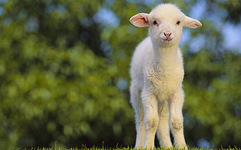 little lamb, ram, ewe, sheep, lamb HD wallpaper